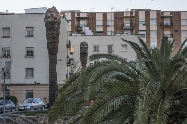 El picudo rojo afecta ya a 41 palmeras en Badajoz, el triple que hace dos años