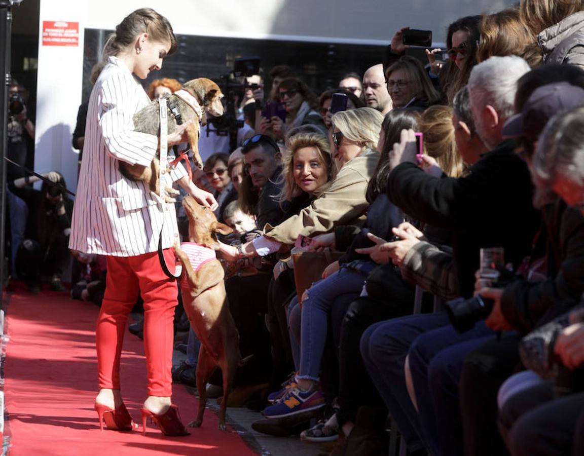 Alfombra roja para perros elegantes