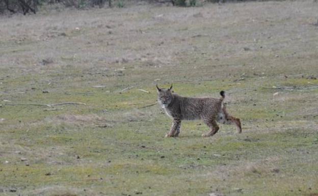 Un lince ibérico muere atropellado en la Ex-105, entre Don Benito y Guareña