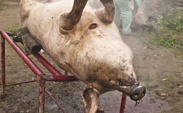Ribera del Fresno celebra la XV Muestra Popular de Vinos de Pitarra y Matanza Tradicional