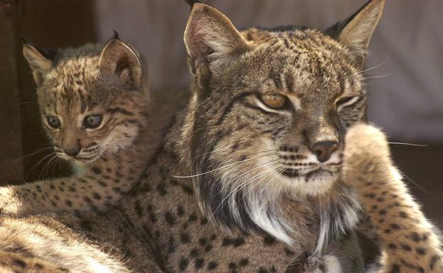 El 90% de los linces que nazcan en Extremadura este año serán liberados