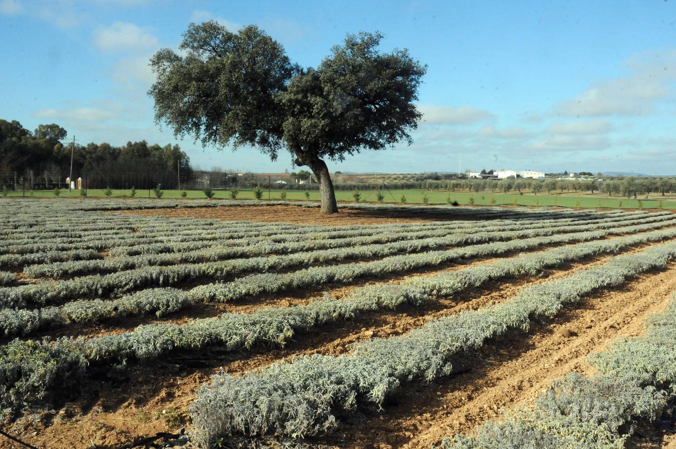 Aromas ecológicos convertidos en infusiones y condimentos