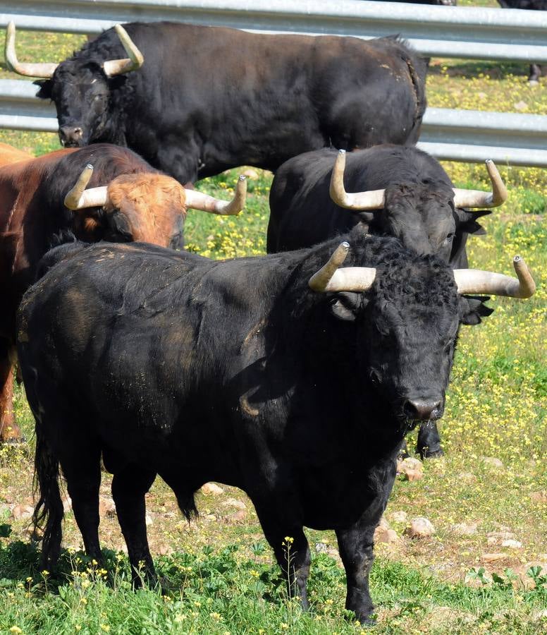 El toro bravo protege 1,4 millones de hectáreas de la dehesa extremeña