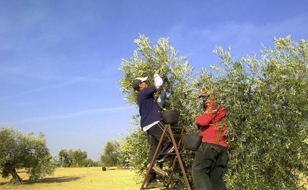 El olivar ecológico pierde peso en Extremadura