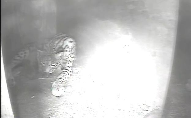 Nacen tres cachorros de lince en el centro de cría de Zarza de Granadilla