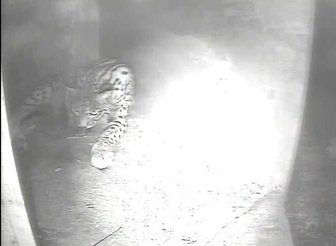 Comienzan los chequeos sanitarios a los linces nacidos esta temporada