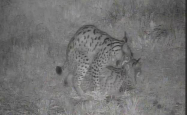 Nacen otros tres cachorros de lince en el centro de cría de Zarza de Granadilla