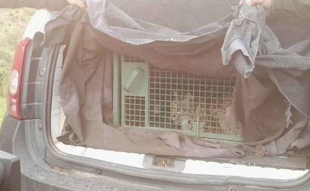Liberado un nuevo lince en el entorno de Fuente del Arco