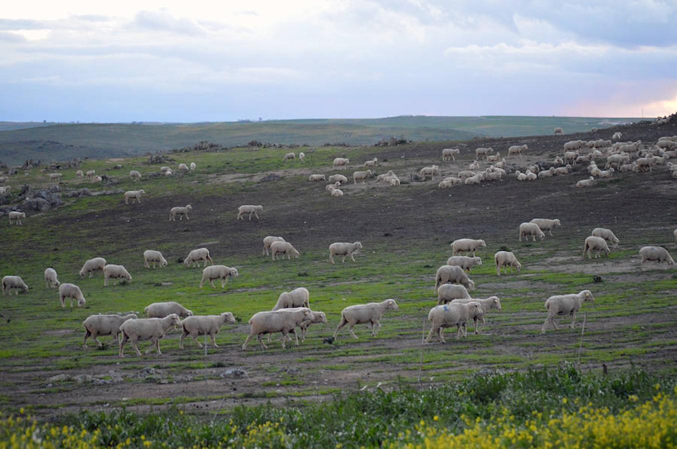 Las últimas lluvias transforman el paisaje de Campanario y lo pintan de verde