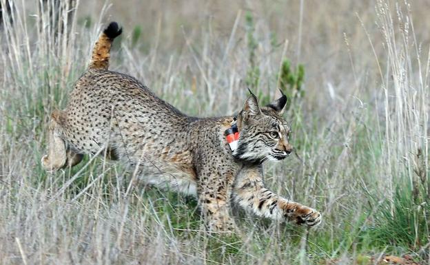 Muere atropellado un lince entre La Haba y Quintana