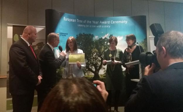 Los olmos de Cabeza del Buey logran el segundo premio en el concurso Árbol Europeo