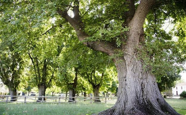 Hoy se conocerá si los olmos de Cabeza de Buey son el Árbol Europeo del Año