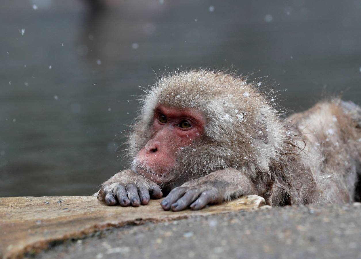 Macacos en Yamanouchi