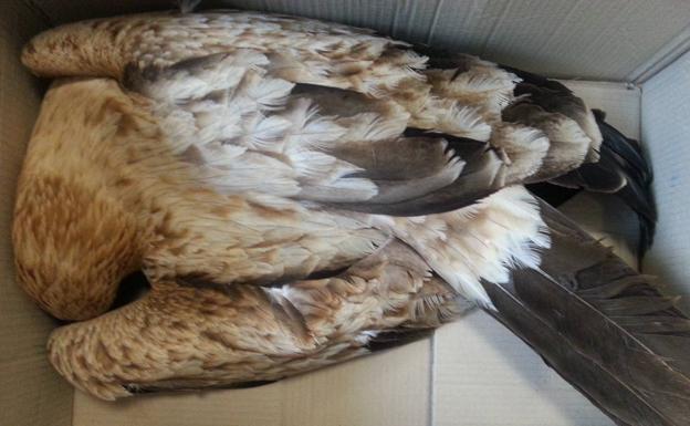 Primera condena firme por la electrocución de un ave