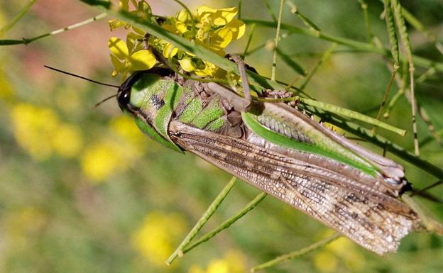Extremadura inicia la campaña oficial para controlar la langosta mediterránea