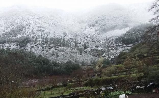 La nieve vuelve a retrasar la floración del cerezo en el Jerte