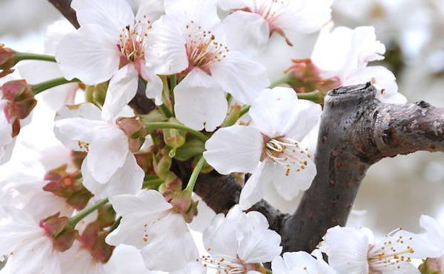Tras las lluvias llega una semana ideal para ver la floración del Jerte