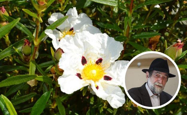 Pablo Guerrero actúa el sábado en la Fiesta de la Jara en Flor de La Siberia