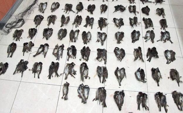 Sorprendido un vecino de Calzadilla de los Barros que cazó 191 gorriones con redes prohibidas
