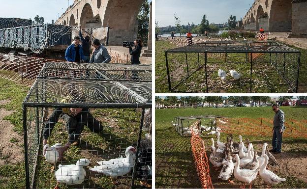 Maguilla y Riolobos se llevan los primeros gansos de Badajoz