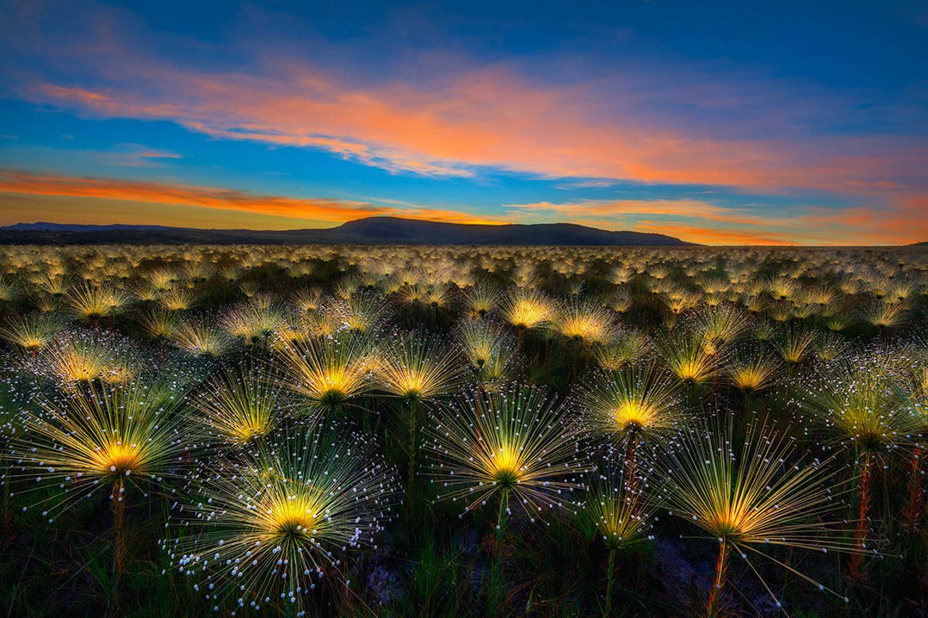 IGPOTY, certamen fotográfico de botánica