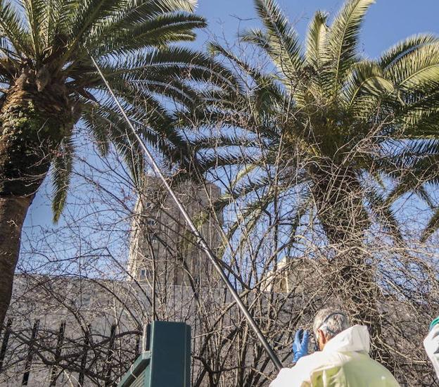 El PSOE denuncia que han fumigado palmeras en un colegio minutos antes de iniciar las clases