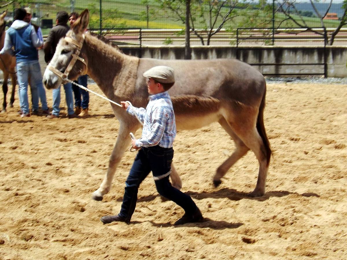 Feria de Mayo 2018