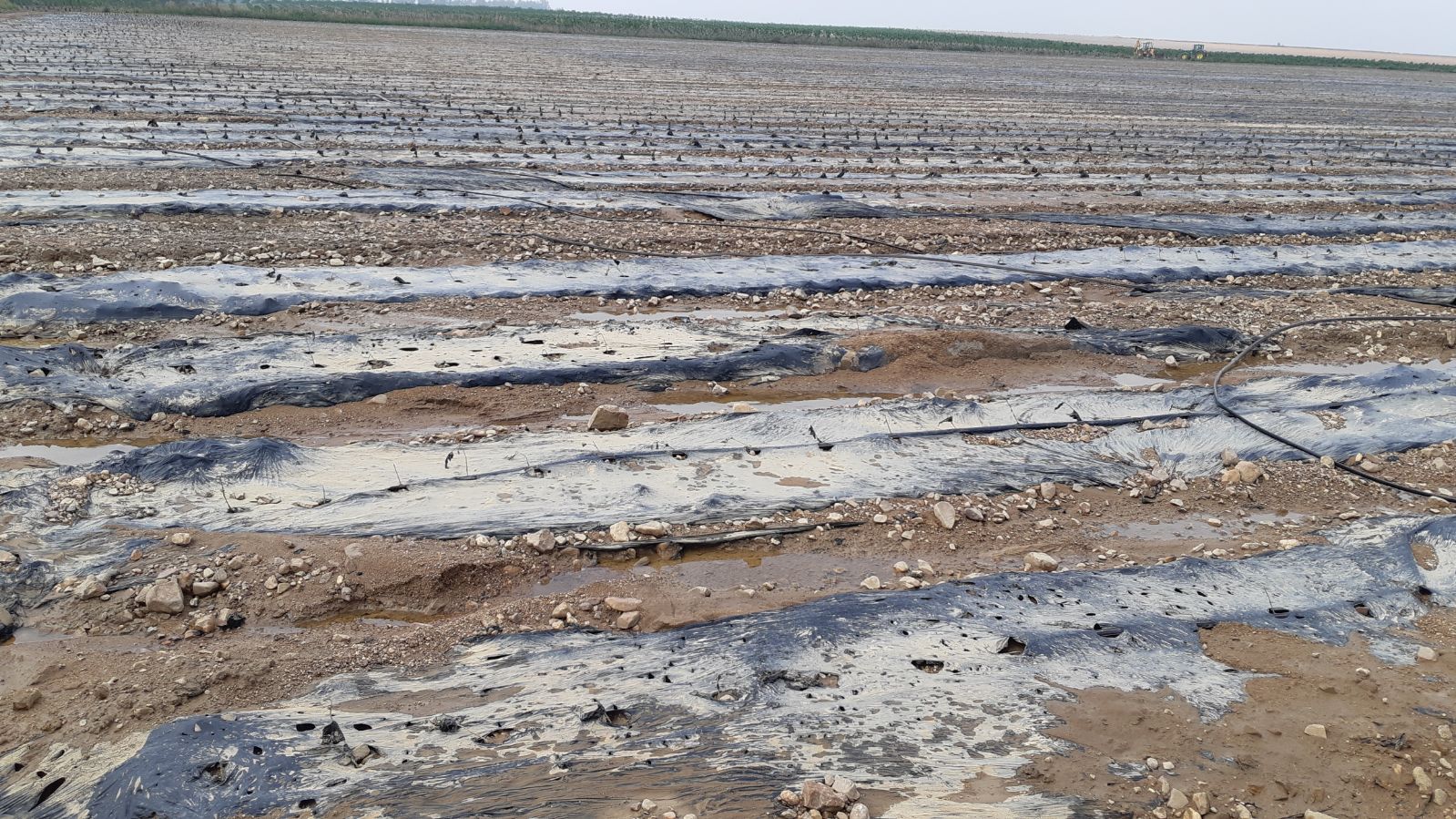 Localidades y explotaciones agrarias afectadas por la granizada