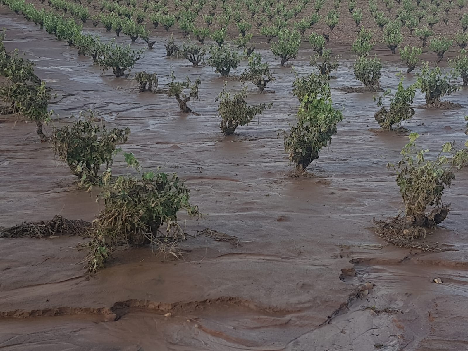La tormenta causa daños en olivares y viñedos de Arroyo de San Serván
