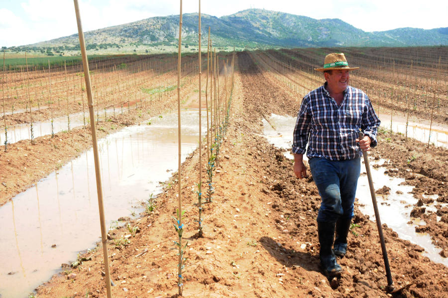 Daños causados en los cultivos de Santa Amalia y Arroyo de San Serván por las últimas granizadas