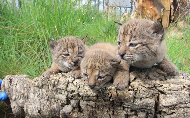 Buscan nombre para dos cachorros de lince nacidos en Granadilla