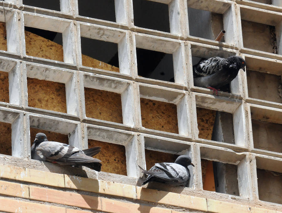 Las palomas, un problema de salud pública para algunos vecinos de Mérida