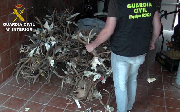 Tres detenidos en Cáceres y Coria por robar 140 trofeos de caza mayor