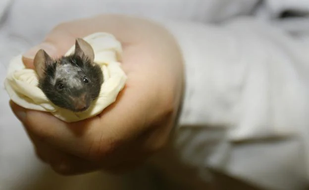 Una terapia génica restablece la función de la mano después de lesión de la médula espinal en ratas