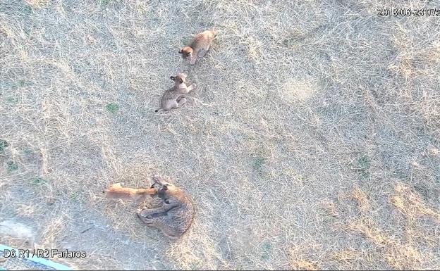 Fallece un cachorro de lince nacido en el centro de cría de Zarza de Granadilla