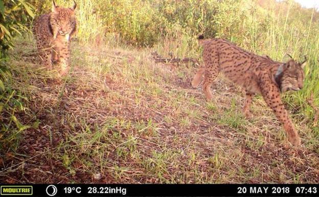 La tecnología demuestra que los linces extremeños hacen vida familiar