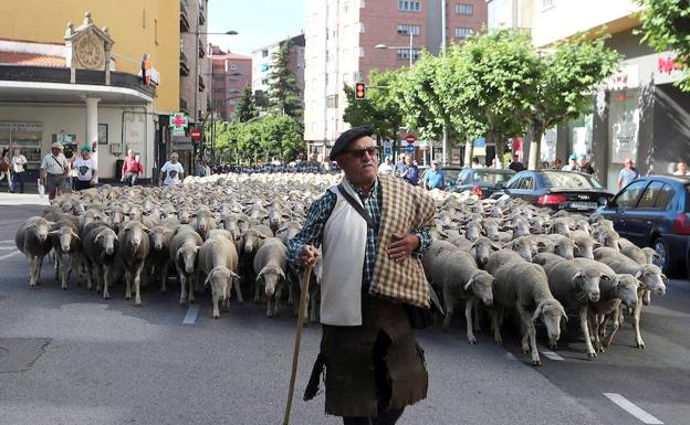 Mil doscientas ovejas extremeñas cruzan Soria para reivindicar la trashumancia