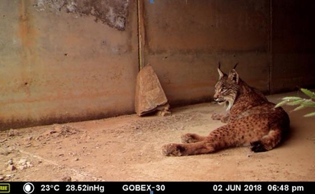 Los pasos de fauna, medida efectiva para evitar los atropellos de linces en la región