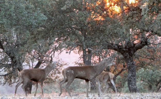 El Patronato de Monfragüe analiza el programa de caza selectiva para el control de ciervos y jabalíes