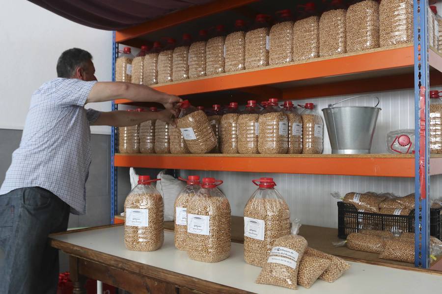 Los garbanzos de Valencia del Ventoso, en imágenes