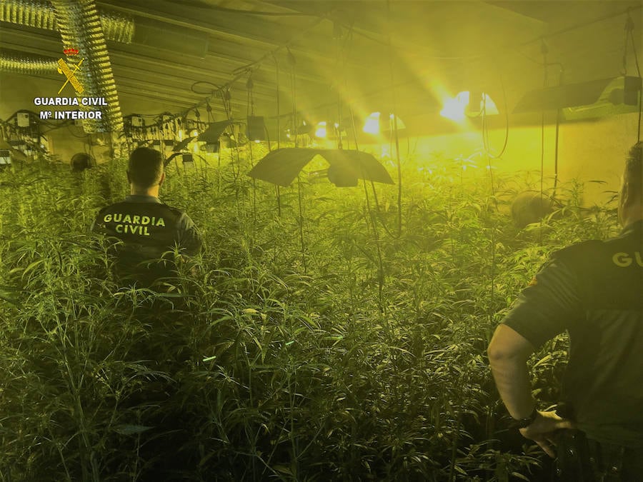 Desmantelada en Casas de Don Gómez una «sofisticada» plantación de marihuana con 810 plantas