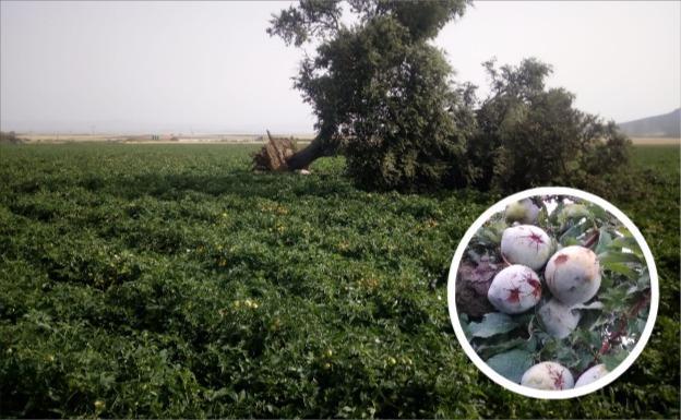 La tormenta del pasado viernes afectó a 2.600 hectáreas de herbáceos, tomate y fruta