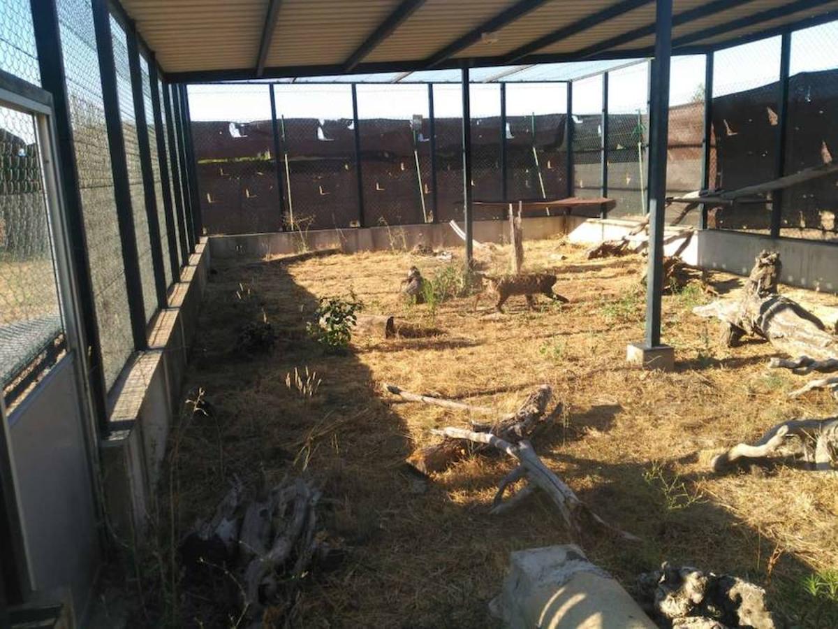 Traslado de los linces desde el Algarve hasta el centro de cría de Granadilla