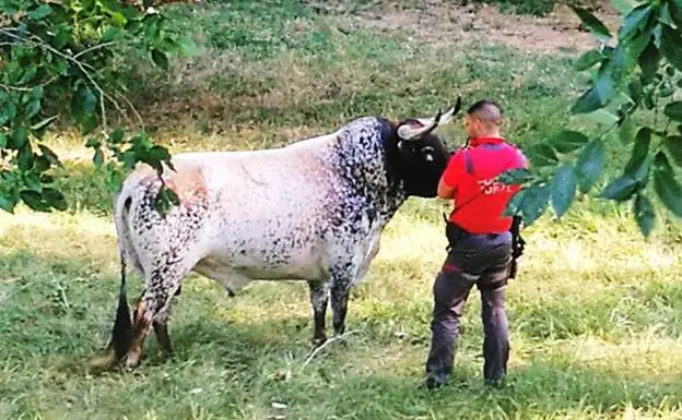 Un toro muerto en Coria en 2016 'resucita' en un prado de Navarra