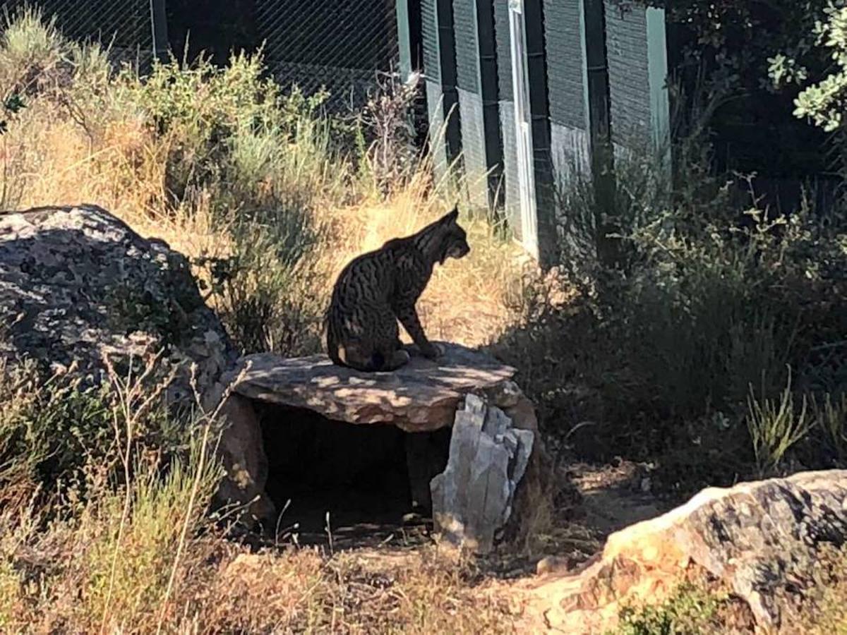 El Centro de Recuperación de Fauna y Educación Ambiental 'Los Hornos' ya está preparado para recibir visitas
