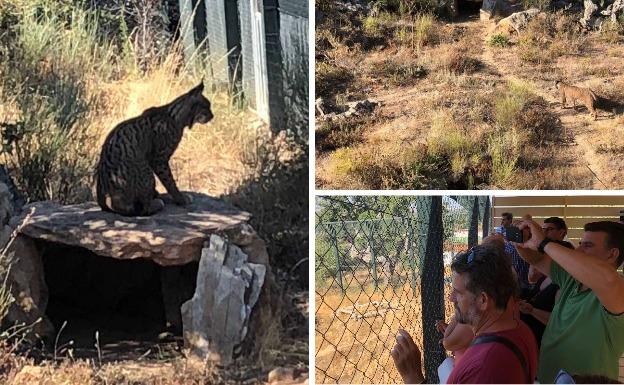 Dos linces a la vista de las cámaras en Sierra de Fuentes
