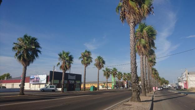 El picudo rojo aparece en varias palmeras de Don Benito