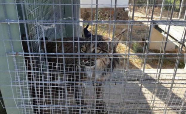 Los linces evacuados por los fuegos de Portugal se adaptan bien a su «casa extremeña»