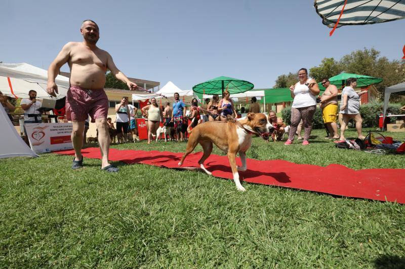 'Patas al agua' en Mérida