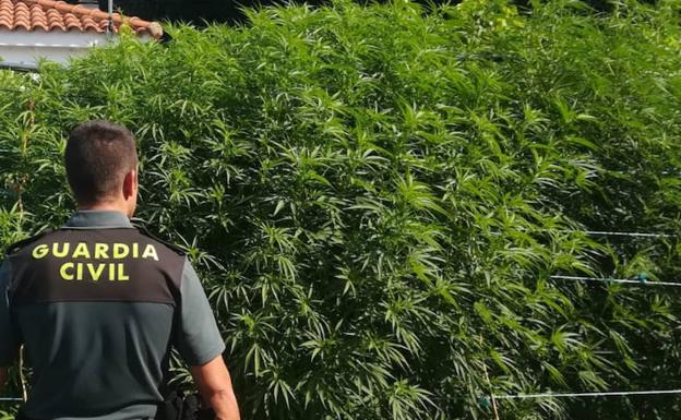 La Guardia Civil detuvo a cinco personas por tráfico de droga en la provincia de Cáceres en agosto